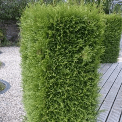 Waarom een coniferen kwekerij de ideale keuze is voor uw tuin
